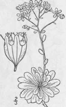 1 Chondrosea Aiz On Jacq Haw Livelong Saxifrage 511