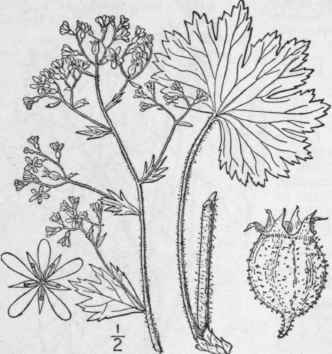 1 Chondrosea Aiz On Jacq Haw Livelong Saxifrage 512