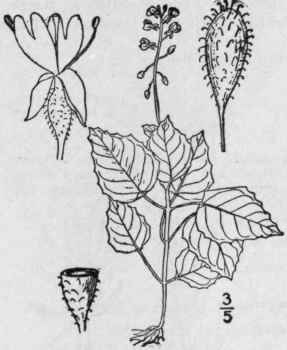 1 Circaea Luteti Na L Enchanter s Nightshade 1417