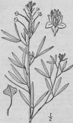 1 Cleomella Angustif Lia Torr Northern Cleomella 459