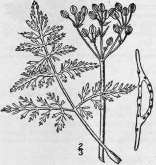 1 Cogswellia Orient Lis Coult Rose M E Jones White 1459