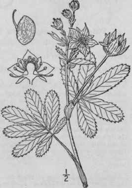 1 Comarum Pal Stre L Purple Or Marsh Cinquefoil Pu 592