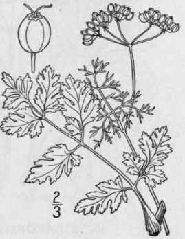 1 Coriandrum Sativum L Coriander 1492