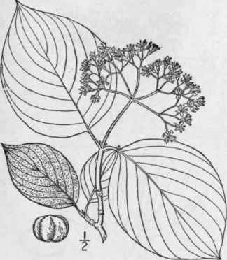 1 Cornusrug Sa Lam Round Leaved Cornel Or Dogwood 1522