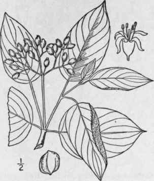 1 Cornusrug Sa Lam Round Leaved Cornel Or Dogwood 1523