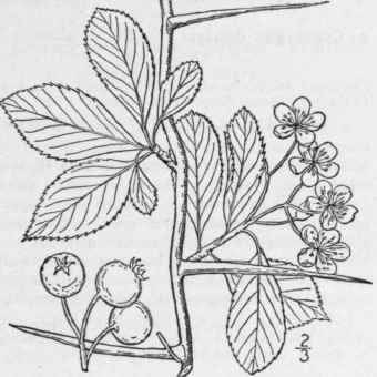 1 Crataegus Cr S G LLI L Cock Spur Thorn Newcastle 677