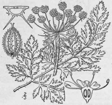 1 Daucus Car Ta L Wild Carrot 1446