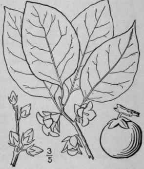 1 Diospyros Virgini Na L Persimmon Date Plum Lotus 1649