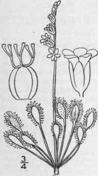 1 Drosera Rotundifolia L Round Leaved Sundew Or De 468