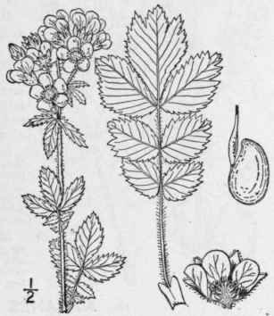 1 Drymocallis Agrimonioides Pursh Rydb Tall Or Gla 602