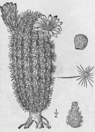 1 Echinocereus Viridifl Rus Engelm Green Flowered  1323