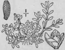 1 Elatine Americ Na Pursh Arn Water Wort Mud Pursl 1247