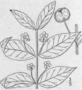 1 Euonymus Americ Nus L Strawberry Bush 1139