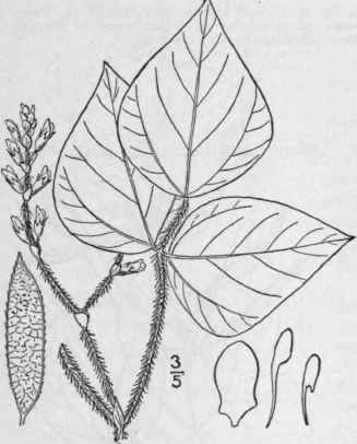 1 Falcata Comosa L Kuntze Wild Or Hog Pea Nut 981