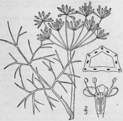 1 Foeniculum Foeniculum L Karst Fennel 1484