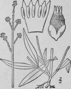 1 Froelichia Camp Stris Small Prairie Froe Lichia 17
