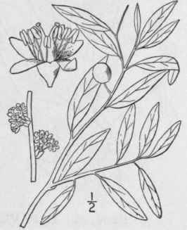1 Glabraria Genicul Ta Walt Britton Pond Spice Fig 312