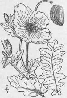 1 Glaucium Gla Cium L Karst Yellow Horned Or Sea P 325