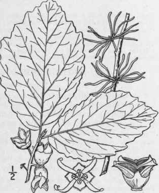 1 Hamamelis Virginiana L Witch Hazel 537