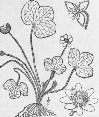 1 Hepatica Hep Tica L Karst Round Lobed Or Kidney 231