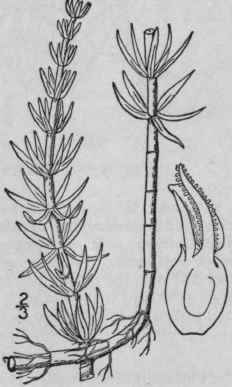 1 Hippuris Vulgaris L Bottle Brush Mare s Tail Joi 1419