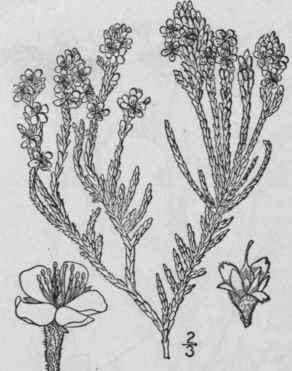 1 Hudsonia Ericoides L Heath Like Hudsonia 1255
