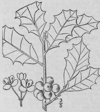 1 Ilex L Sp Pl 125 1753 1128