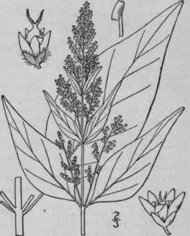 1 Iresine Paniculata L Kuntze Blood Leaf Juba s Bu 18