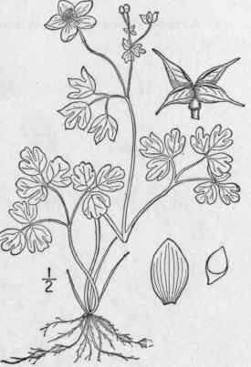 1 Isopyrum Bitern Tum Raf T G False Rue Anemone 202
