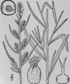1 Kochia Scoparia L Roth Kochia 37