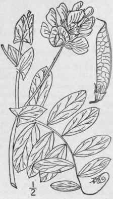 1 Lathyrus Maritimus L Bigel Beach Pea Sea Or Seas 966