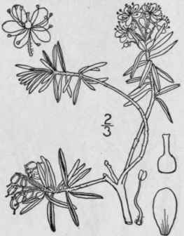 1 Ledum Dec Mbens Ait Lodd Narrow Leaved Labrador  1555