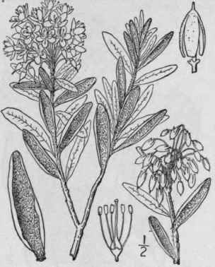 1 Ledum Dec Mbens Ait Lodd Narrow Leaved Labrador  1556