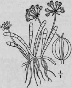 1 Lilaeopsis Line Ta Michx Greene Lilae Opsis 1495