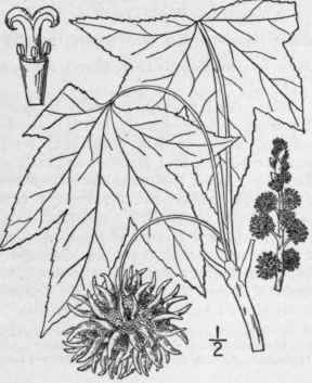 1 Liquidambar L Sp Pl 999 1753 538