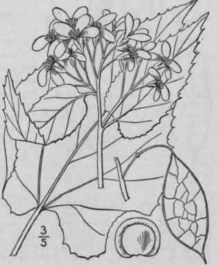 1 Lunaria Rediviva L Perennial Satin Pod Or Satin 442