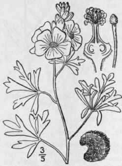 1 Malvastrum Ang Stum A Gray Yellow False Mallow 1201