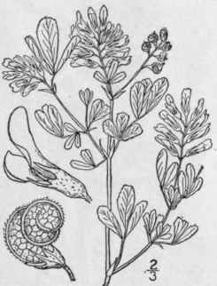 1 Medicago Sativa L Purple Medic Alfalfa Lucerne B 810
