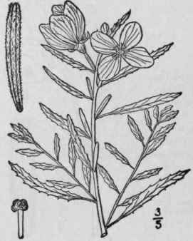 1 Meriolix Serrul Ta Nutt Walp Tooth Leaved Primro 1409