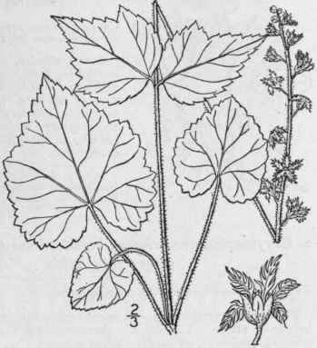 1 Mitella Diph Lla L Two Leaved Bishop s Cap Or Mi 525