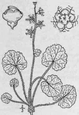 1 Mitella Diph Lla L Two Leaved Bishop s Cap Or Mi 526