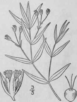 1 Moehringia Lateriflora L Fenzl Blunt Leaved Moeh 134