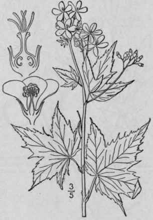 1 Napaea Dioica L Glade Mallow 1199