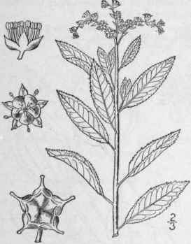 1 Penthorum L Sp Pl 432 1753 486