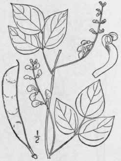 1 Phaseolus Polyst Chyus L B S P Wild Bean Or Bean 988