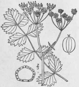 1 Pimpinella Saxifraga L Bennet Pimpernel Burnet S 1511