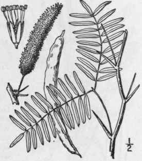 1 Prosopis Glandul Sa Torr Prairie Mesquite 775