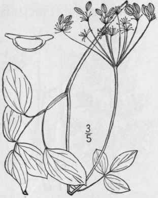 1 Pseudotaenidia Mont Na Mackenzie Virginia Mounta 1458