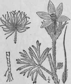 1 Pulsatilla Patens L Mill Pasque Flower 234