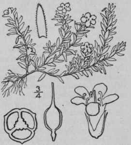 1 Pyxidanthera Barbul Ta Michx Pyxie Flowering Mos 1621